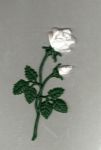 Rose mittel laubgrn, Blte/Knospe perm.-wei 10,5 cm x  5,5 cm